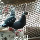 زوج قطايف مع واحد فر و فرخه اتواصل واتس