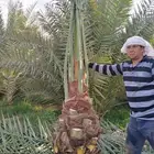 نخل فاخر للبيع اخلاص سكري برحي صقعي مجدول هلالي