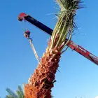 نخل صقعي مجدول عجوه خضري نخيل فروخ نقايل واشنطني سكري