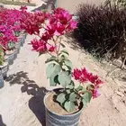 مزرعة الياسمين