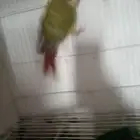 زوج كنيور اناناس منتج شرط مكينه