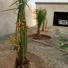 توريد نخل الطايف مكه والمدينه