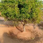 يوجد لدينا جميع انواع انخل وجميع انواع الحمضيات والبرتقال وا