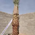 توريد وبيع نخيل عربي وزينه