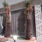 نخل للبيع مثمر خلاص سكري شيشي هلالي مجدول صقعي غر منيفي شهل