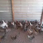 دجاج بلدي بياض وديوك