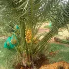 مشاءالله تبارك الله