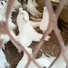 حمام فرنسي ملكي