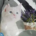 اكل قطط رمل معطره