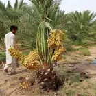 نخل مثمر للبيع نخيل برحي سلاطين غره صقعي هلالي سلج نبوت علي