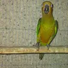 برون ثرونتد كنيور