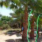 ابومحمد لتنسيق الحديق