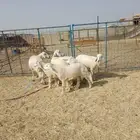 4 غنم حريات يتبعها 4 بهم ذبايح ب 1700 ريال