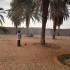 رش انخل من اسوسه الحمرا والافات الحشريه