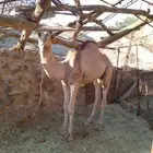 حاشي