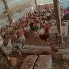 دجاج بلدي بياض