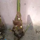 فسائل نخل فاخر للبيع