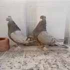 حمام تركي طحيني جرم وطول