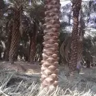 شغل النخل تكريب وغرس النخل