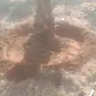 نعمل في مجال النخيل تنضيف وتكريب وتحويض وقلع وغرس