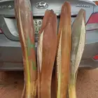 لقاح ممتاز مبودر حجم كبير