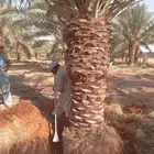 نخل نقايل جثايث اخلاص صقعي هلالي شيشي برحي فسايل نخل واشنطن