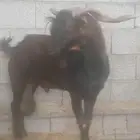 فحل أدهم جرم