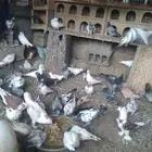 عندي حمام مشكل من باكستاني الى بلدي الى شيرازي وزاجل للبيع