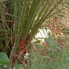 فروخ وفسايل نخل صقعي ومجدوله وهلالي واخلاص