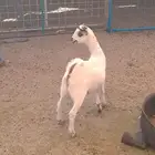 تيس ذبيحه مقفل لباني يوجد ذبح وتوصيل