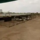 خرفان نظيفه وسمينه وخالية من جميع العيوب