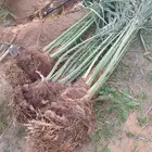 فسايل النخيل