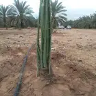 فسائل مجدول وصقعي وسكري وشيشي