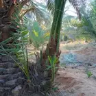 نخل وجثايث وفسيل القصيم
