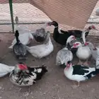 اعرض لكم اليوم بط شهرمان مصري