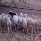 رخيل بلدي للبيع