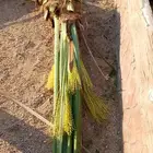 مشاءالله تبارك الله نخل طيب ومثمر من اسنه هذي
