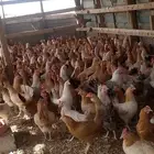 دجاج بلدي بياض