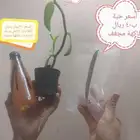 عسل فانيلا وشتلات وفانيلا جاف