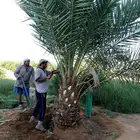 نخل للبيع نخيل مثمر فاخر صقعي سكري شيشي برحي خلاص سلج منيفي
