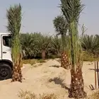 زراعه نخيل وشبوك