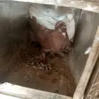 جوز حمام فاخر وولدهم