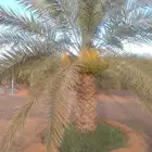 نعم الجميع اشغال النخيل تعديل النخل تخييش تلقيح تشويق تكريب