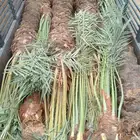 اسلام عليكم ورحمة الله وبركاته يتواجد لدينا نخيل