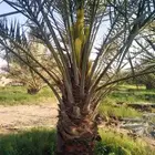 نخل نقابل وجثايث