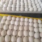 يوجد لدينا بيض بلدي مخصب 95 في الميه سعر الطبق 25ريال