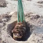 نخل وجثايث القصيم اسعار معقوله نخل طيب