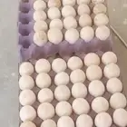 عرض بيض بط بكيني مخصب