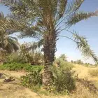 صقعي وهلالي