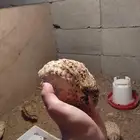 سمان كريمي وبلدي